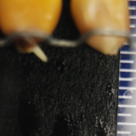 Meet your Posher, Avery - Picture 1 of 1